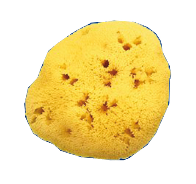 SPUGNA NATURALE FORI L 12/13CM 9 - Farmapre